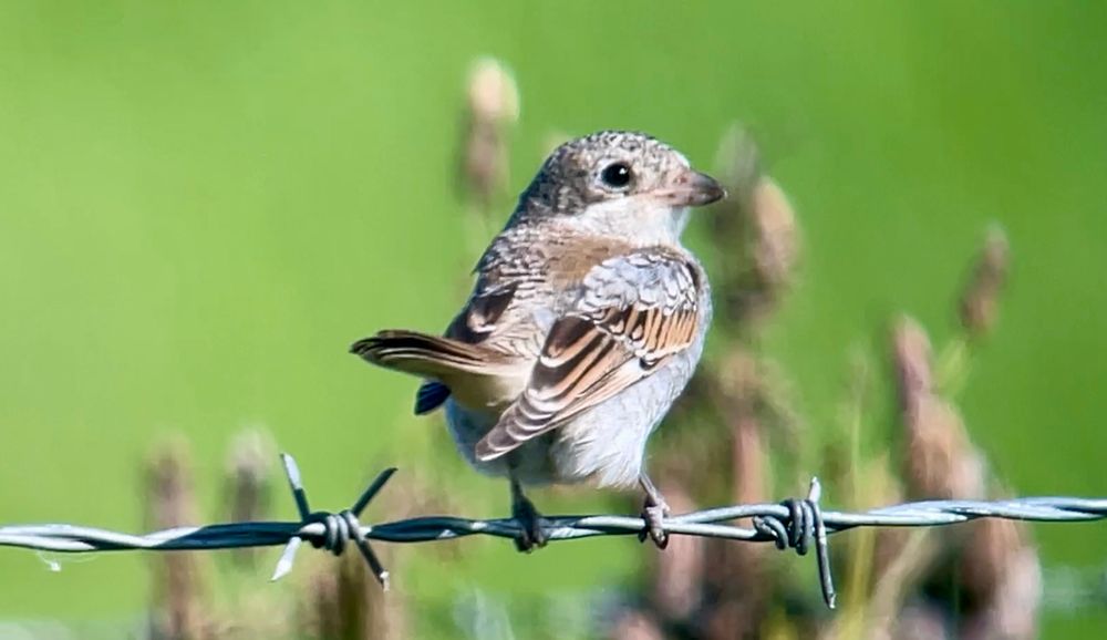 Juvenile Woodchat Shrike, Westray, Orkney Isles, 23 August 2025. 