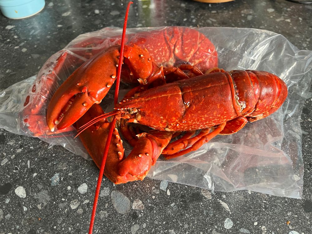 Fresh cooked locally caught lobster, Westray, Orkney Isles, 27 August 2025