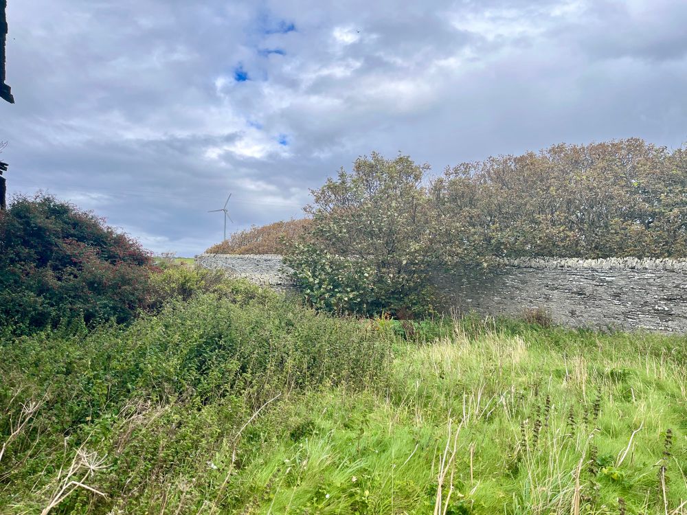 Inside the walled garden which holds the sycamore woodland, Westray, Orkney Isles, 2 September 2025. 