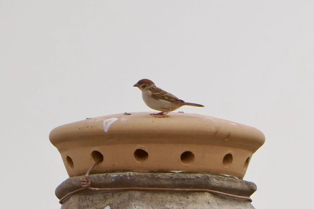 Juvenile Tree Sparrow on top of a chimney, Westray, Orkney Isles, 3 September 2025