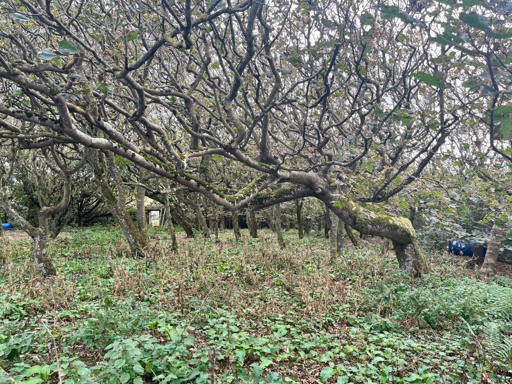Inside the sycamore woodland, Westray, Orkney Isles, 2 September 2025. 