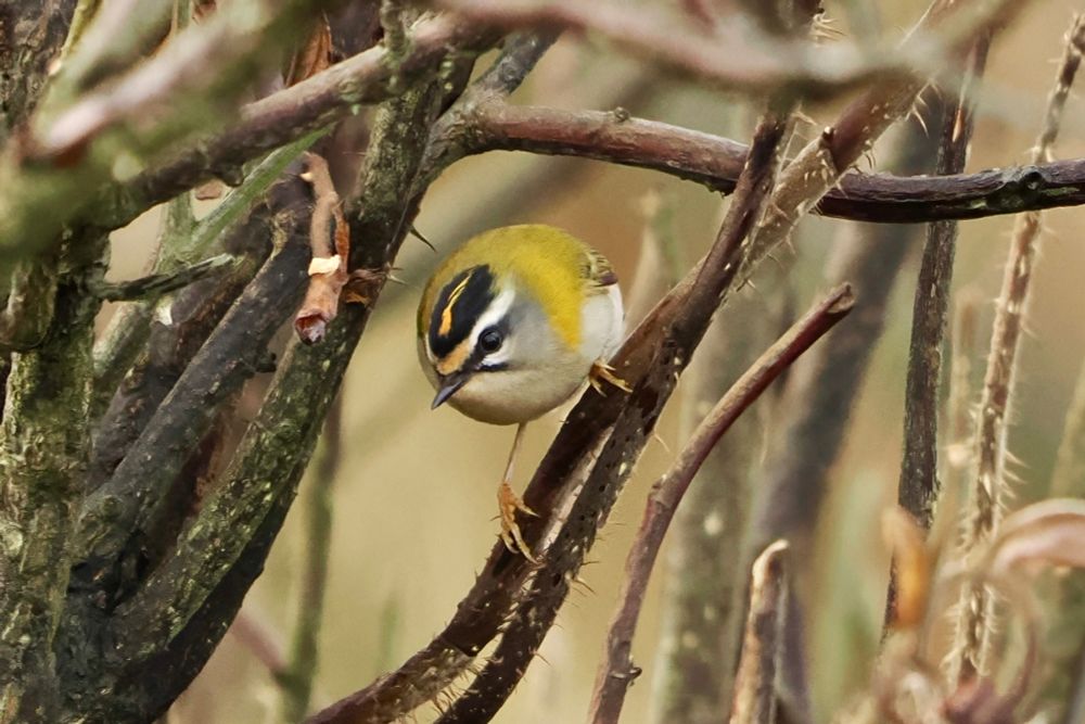 Firecrest, Westray, Orkney Isles, 7 November 2025