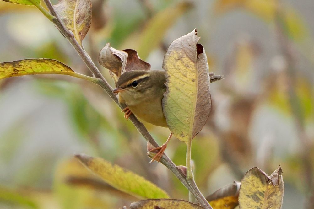 Radde's Warbler, Westray, Orkney Isles, 5 November 2025