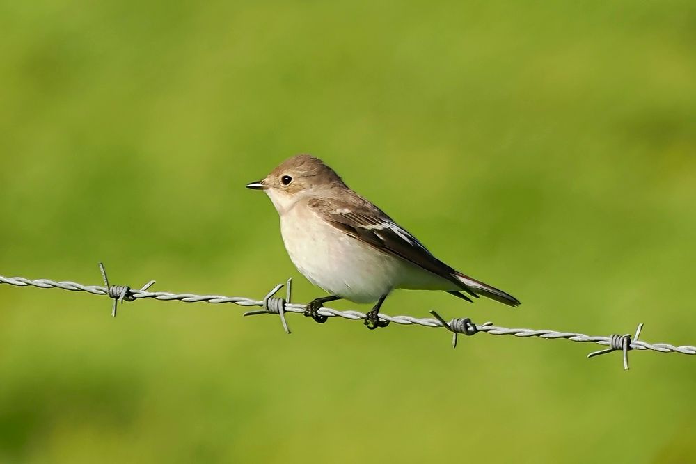 Pied Flycatcher, Westray, Orkney Isles, 31 August 2025