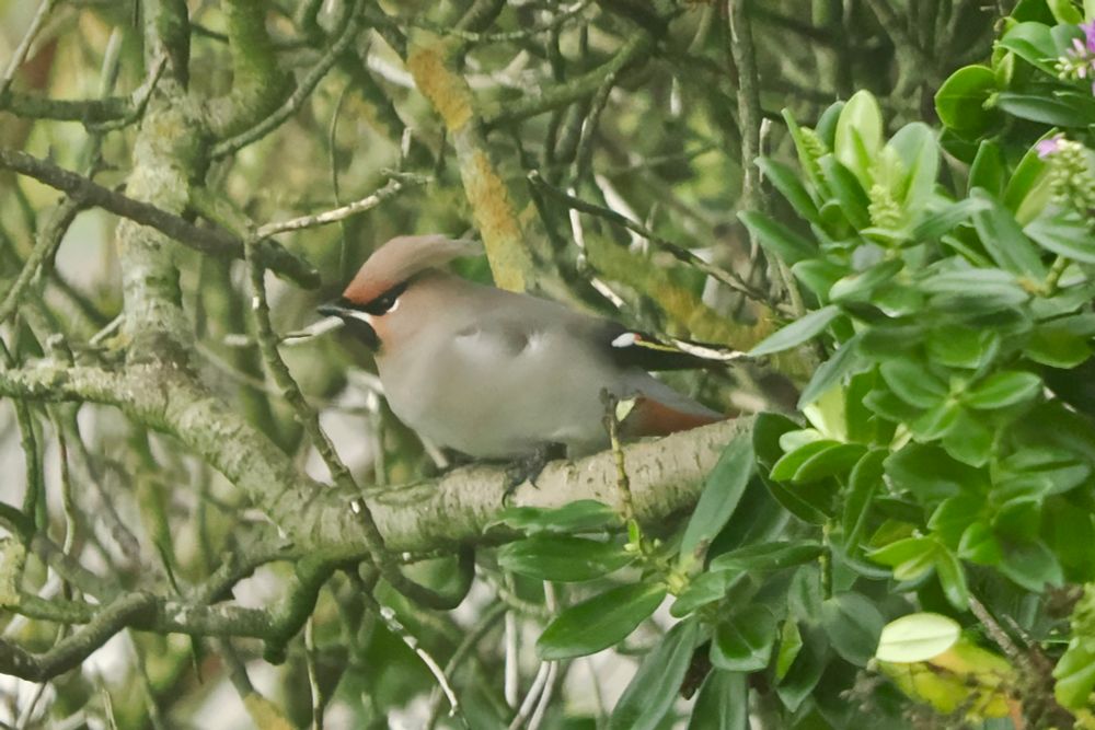 Adult Waxwing perched in a hebe bush, Westray, Orkney Isles, 24 October 2025