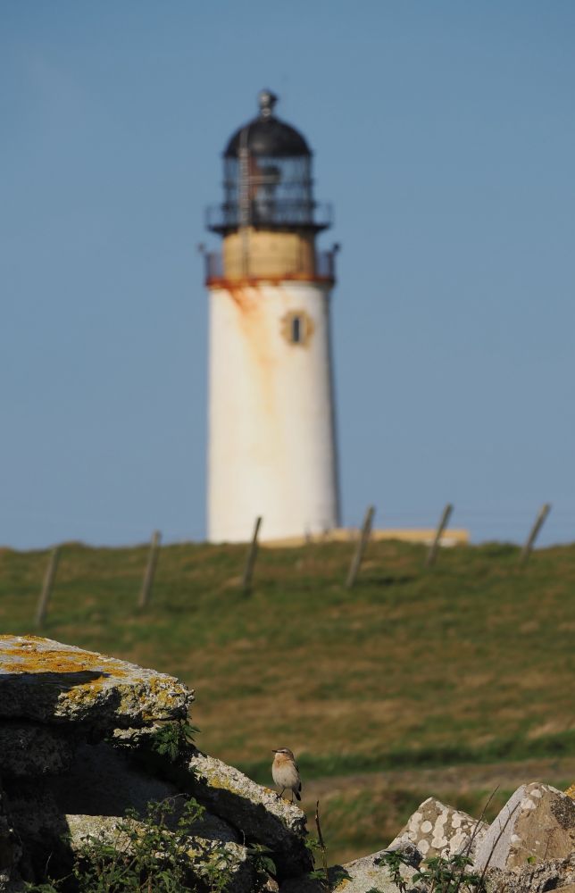 A Wheatear on concrete blocks with the Noup lighthouse behind, Westray, Orkney Isles, 6 September 2025
