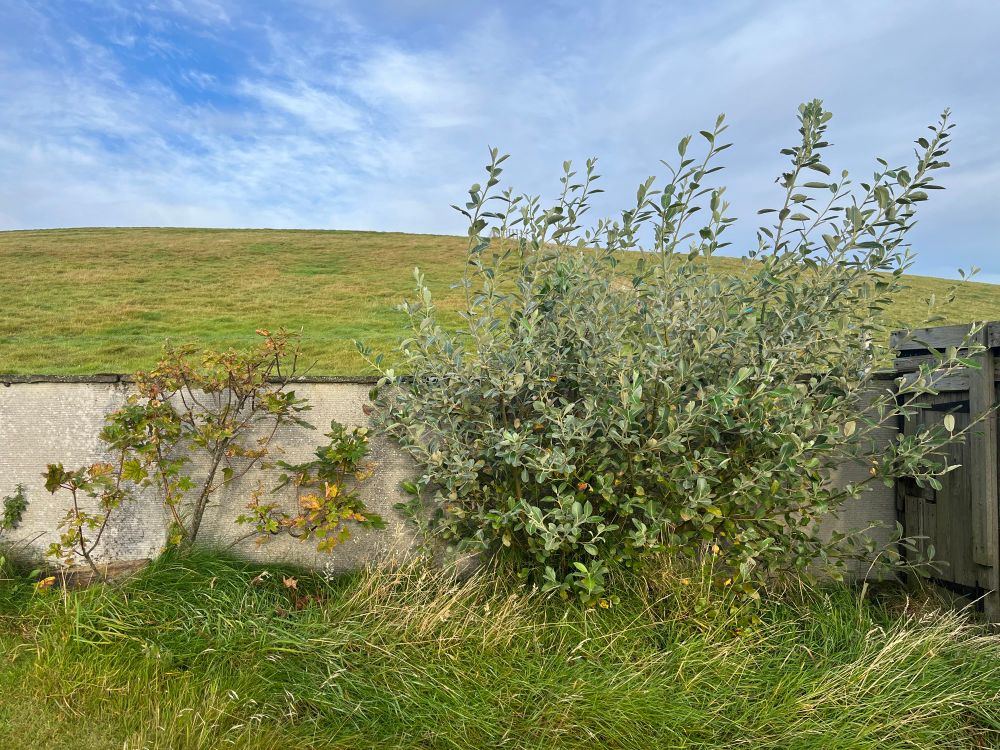 A small Sycamore tree (12-15 yo) to the left of a bushy Hooker’s Willow (c.7 yo) against a south-east facing garden wall. (4ft high). Westray, Orkney Isles, 3 September 2025. Both are non-native and there are only around 22 sites on Westray with Sycamores, mostly by older buildings and in the odd sheltered gully. Several sites have them as successful hedges grown behind stone walls for shelter but most are lone or small clumps (up to five trees). Hooker’s Willow (from Canada) is the preferred ‘tree’ to plant here (although the county council discourages it) as it is quick to establish and fast growing. Unlike the Sycamore which holds many insects and food for foraging warblers, flycatchers, etc. Hooker’s is pretty useless. The few moth species recorded as larvae on it haven’t successfully pupated so it’s useless for foraging birds and really only provides shelter. 
