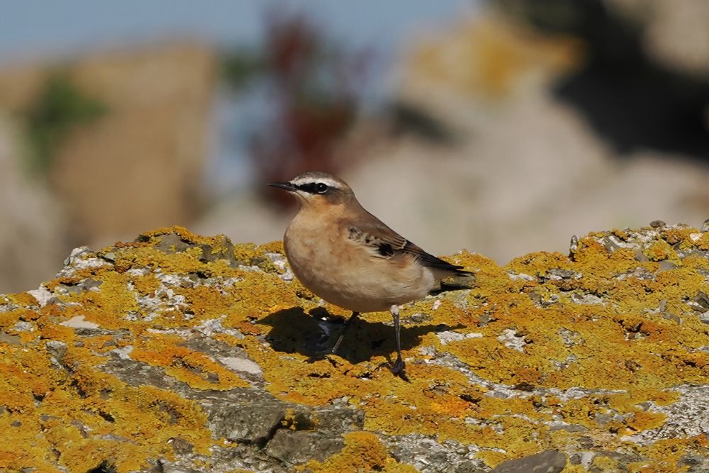 A Wheatear on an orange-coloured, lichen covered concrete block, Westray, Orkney Isles, 6 September 2025