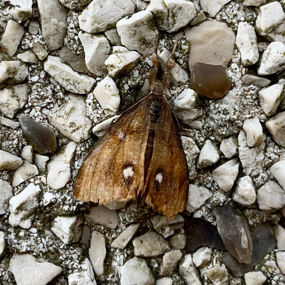 Male Vapourer moth on a stone chip wall. Westray, Orkney Isles, 2 September 2025