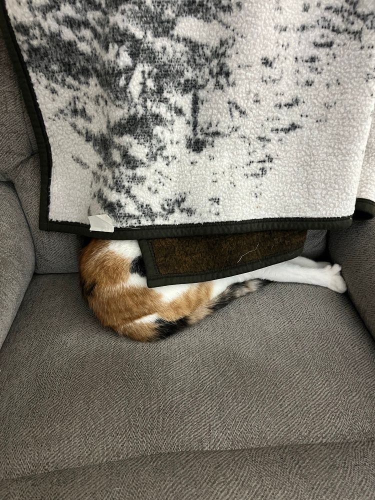 A calico cat sitting on a lounge chair half under a blanket folded over the back of the chair. Her butt and tail, and extended forelegs are all that is visible