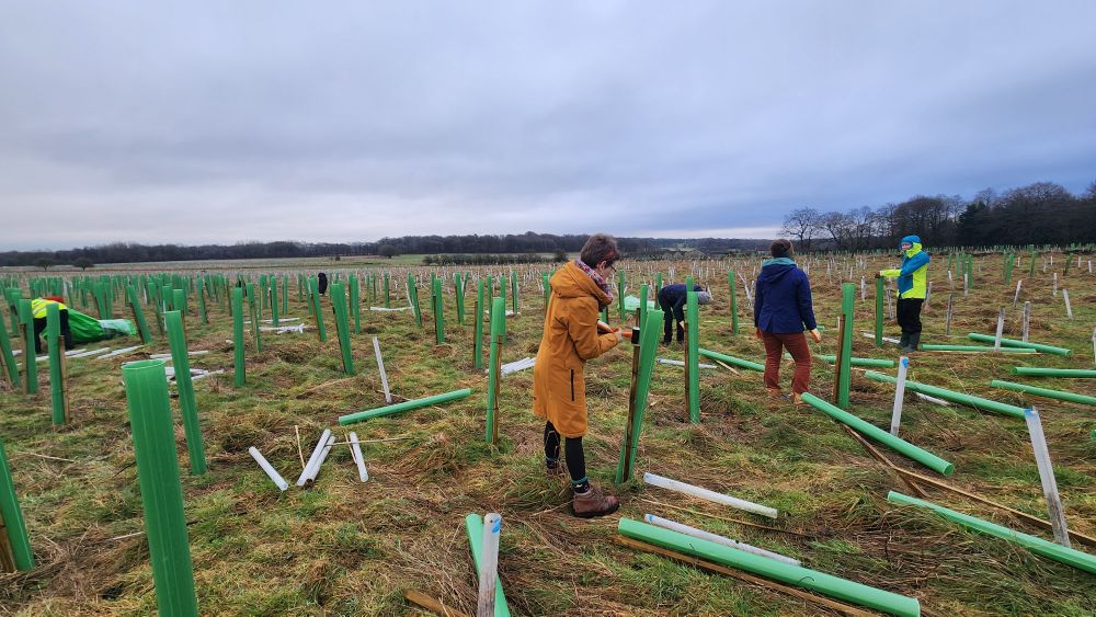 A small group of people in a field, replacing small white plastic guards with tall green guards