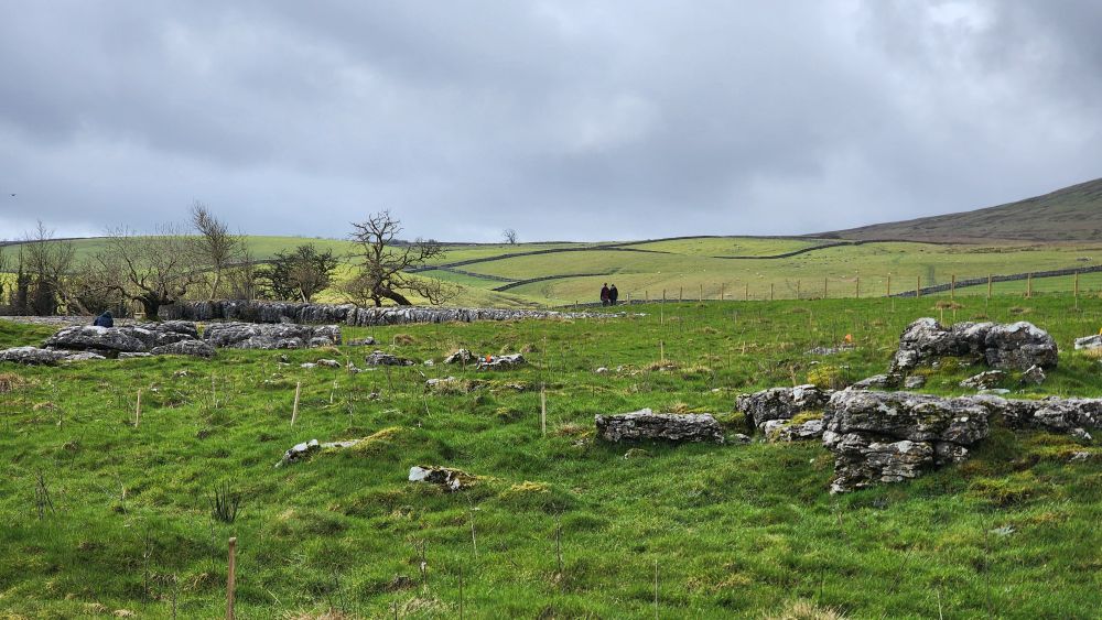 An open moorland with freshly planted tree whips and two people in the distance