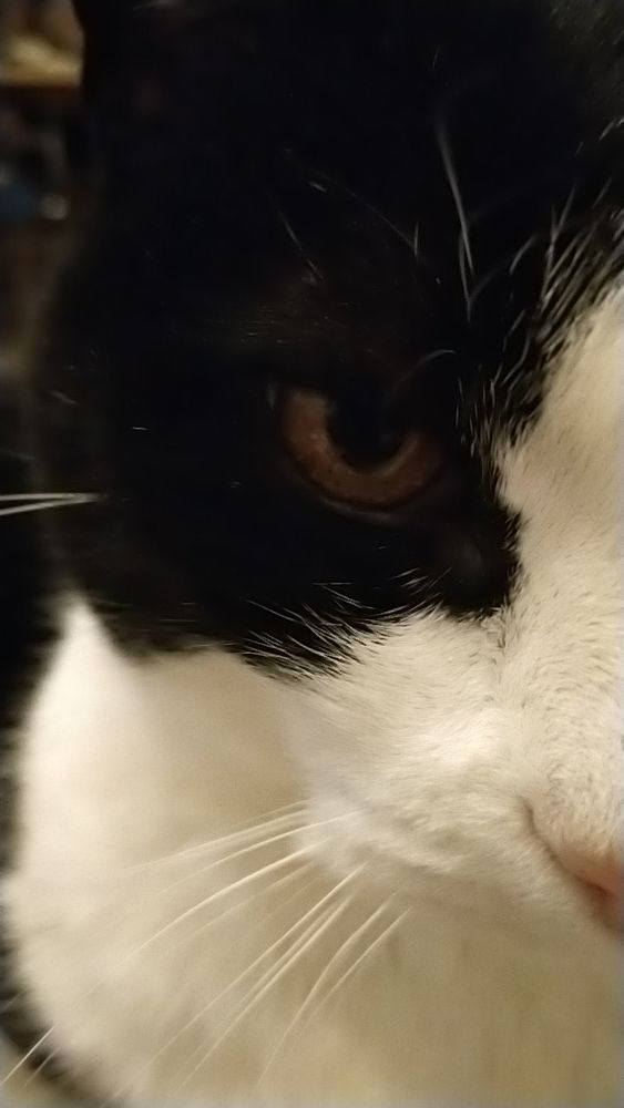 Kater, aber nur sein halber Kopf, mit strengem Blick.