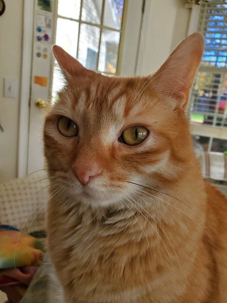 Head shot of Jack, an orange tabby cat.