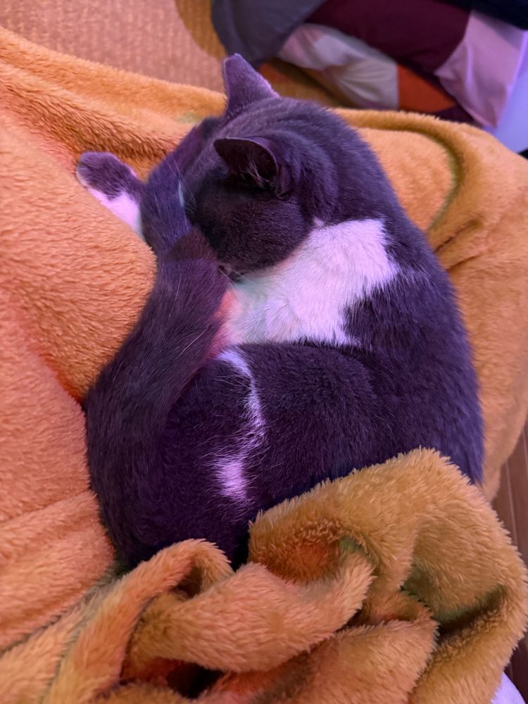 A grey and white cat sleeps curled up on a yellow fuzzy blanket. She has wrapped her grey tail up over her eyes and her little left paw in sticking out from below her tail and face. She looks totally relaxed and sound asleep. 