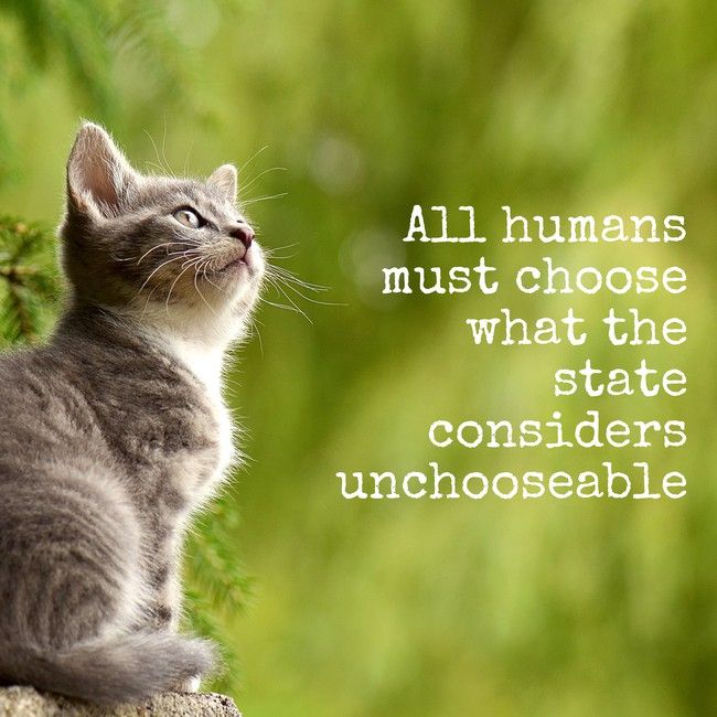 A small grey tabby kitten is looking up.  Against a green background are the words "All humans must choose what the state considers unchooseable."