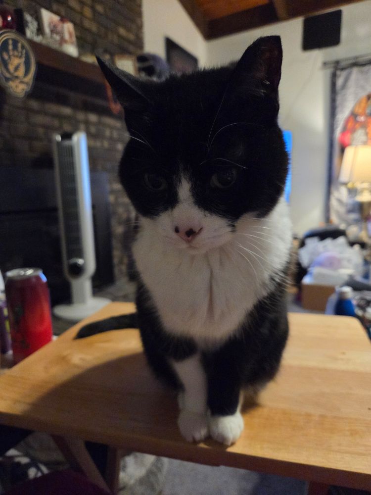 A cat being a jerk.