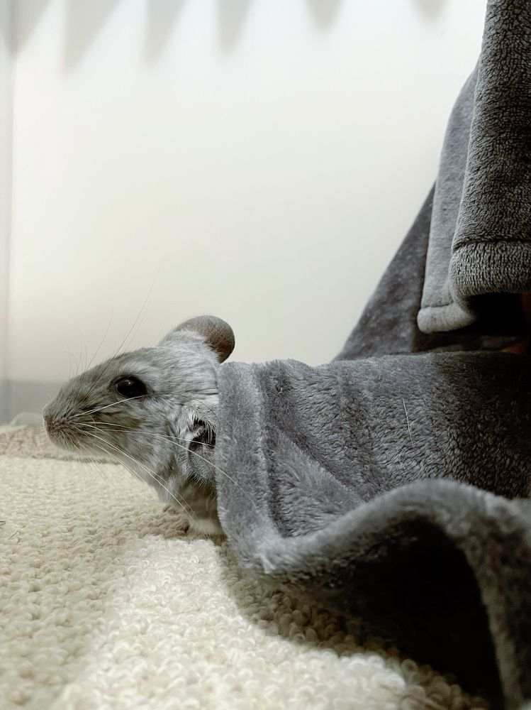 毛布から出るチンチラさん