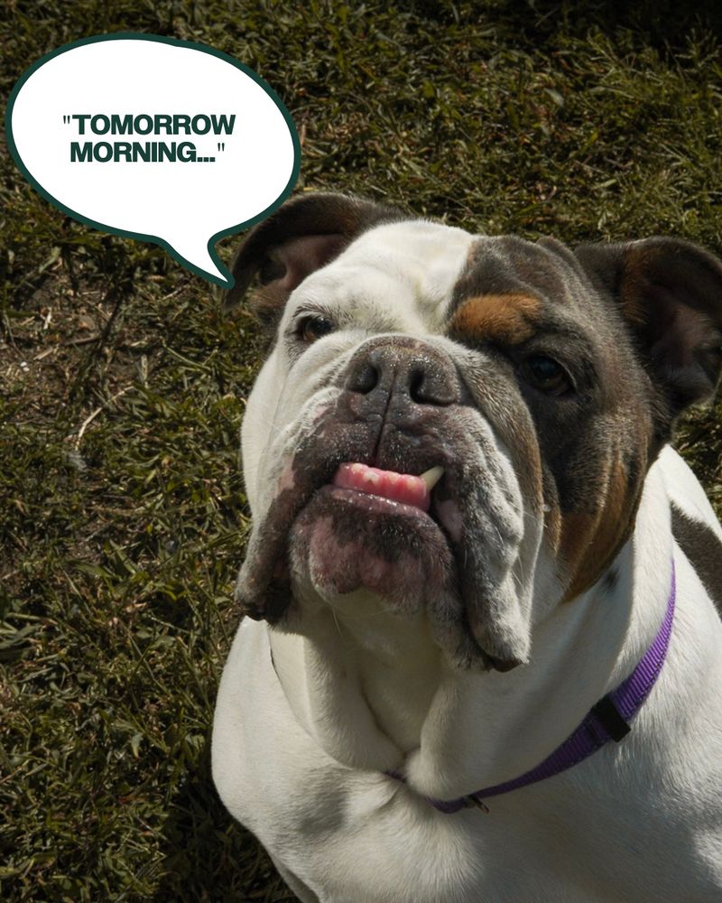 Porsha the dog sharing a message from admin about a Fleet announcement tomorrow morning. 