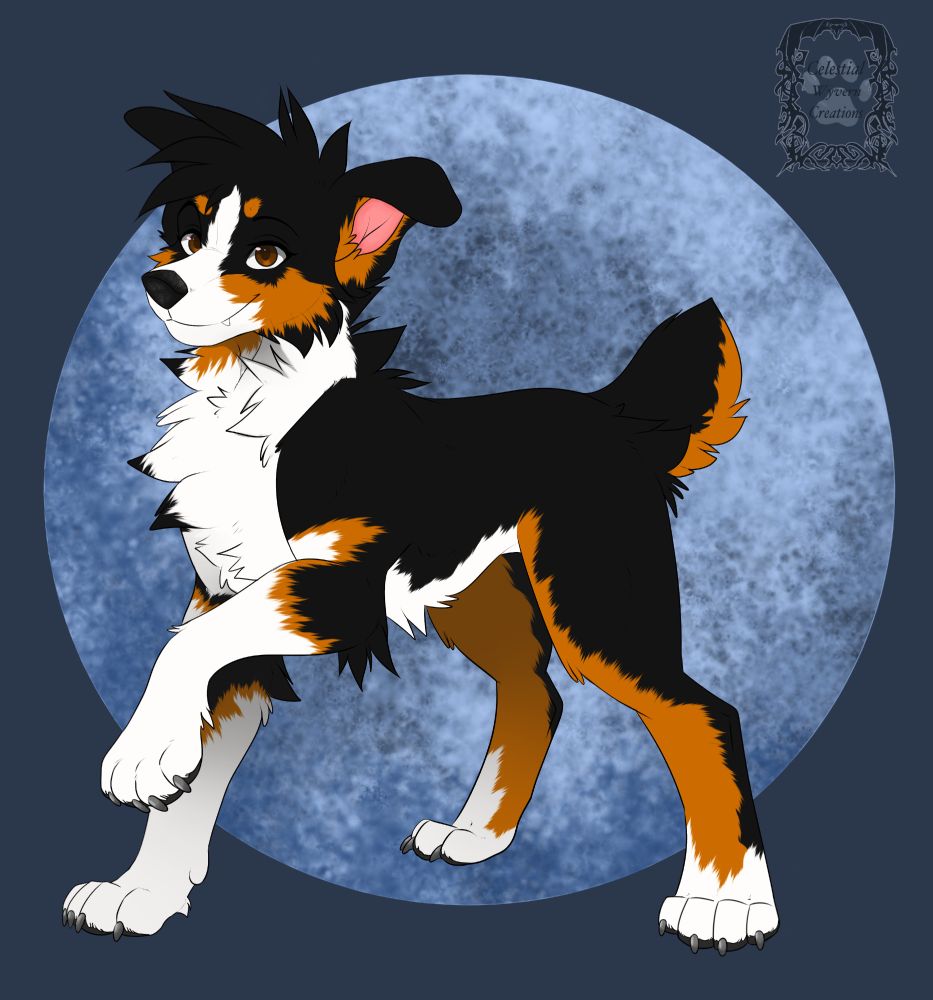 A black/brown/white with brown eyes dog on a blue moon background