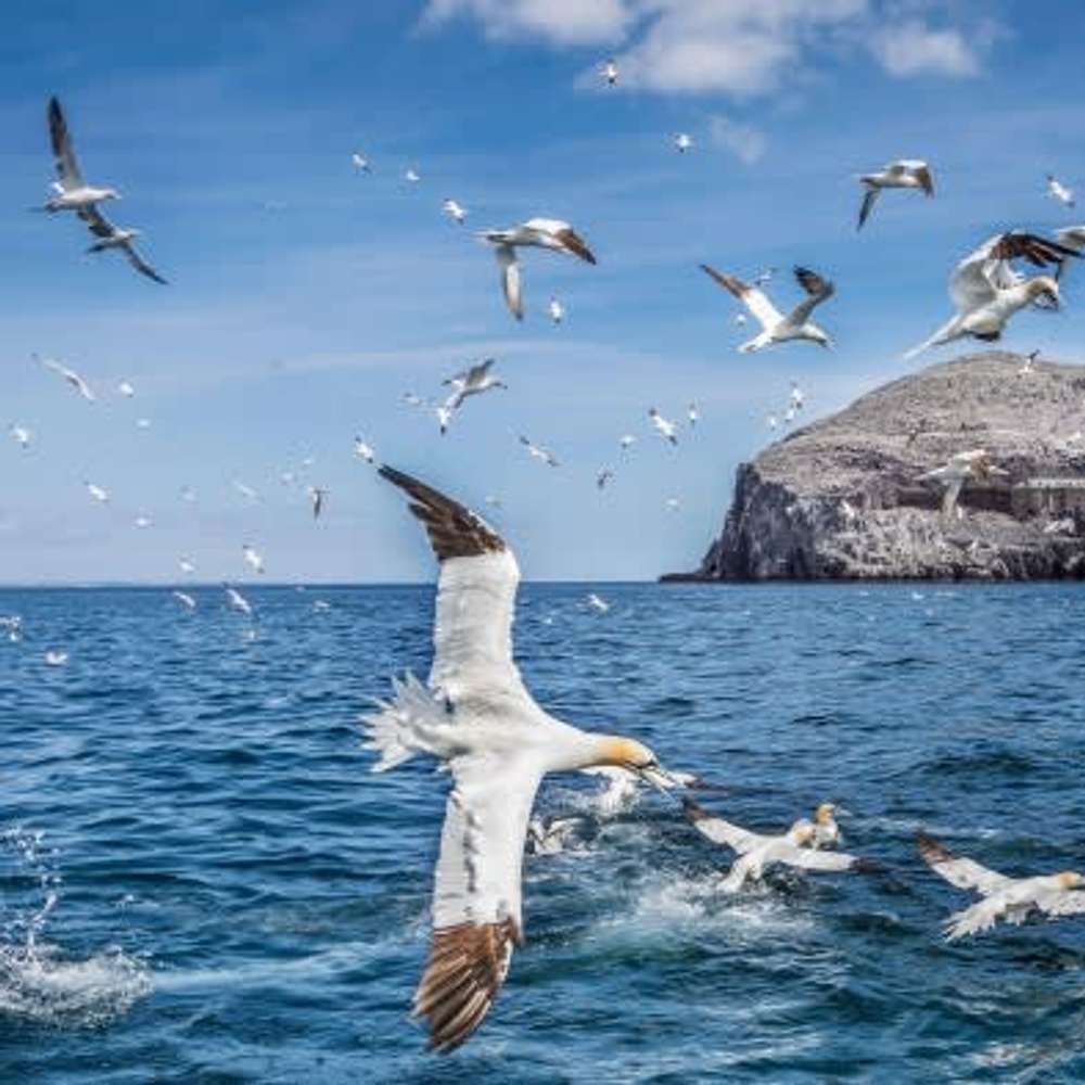 Threat to marine birdlife blows Scotland’s offshore wind plans off course