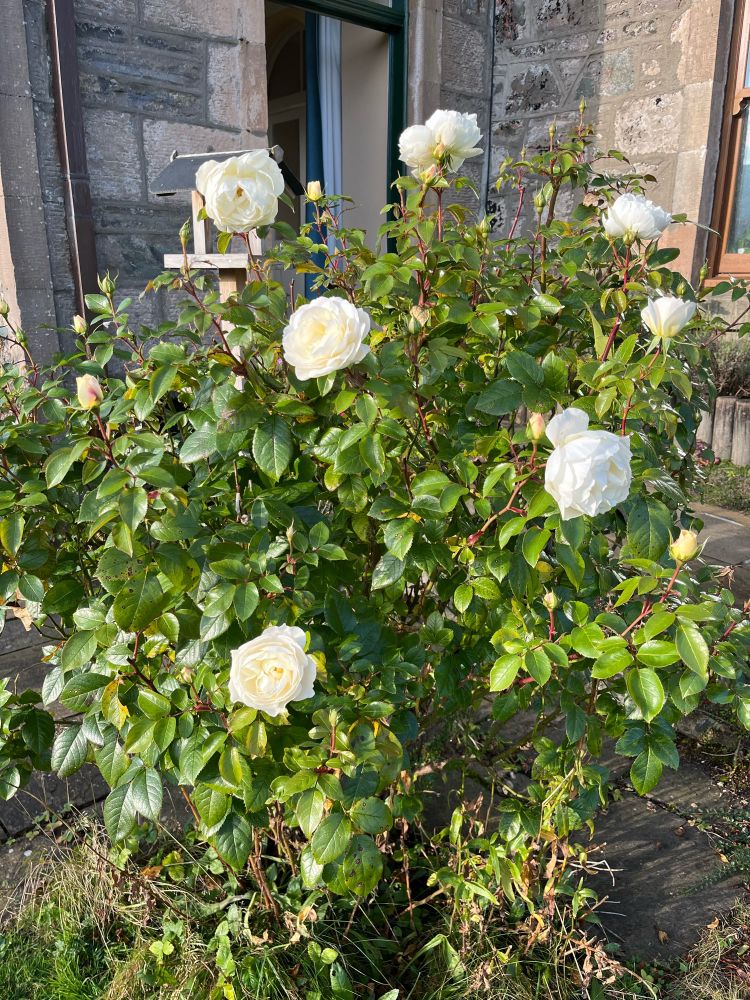A rose bush with several white roses