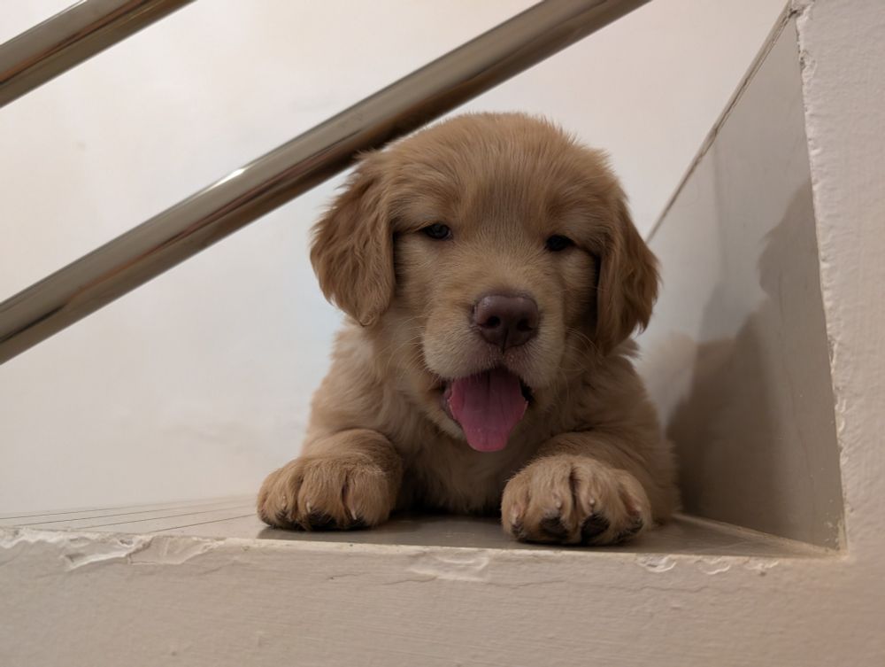 A golden retriever puppy laying on the floor, the camera 