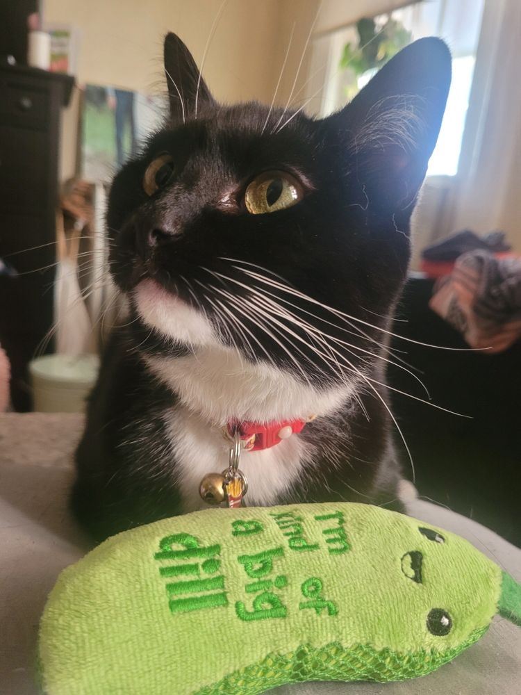 Tuxedo cat with her pickle toy 