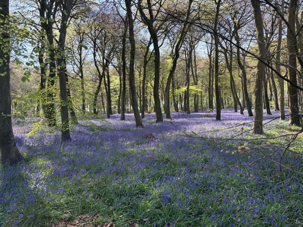 Bluebells in wood