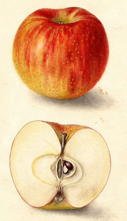 Apples sketch 