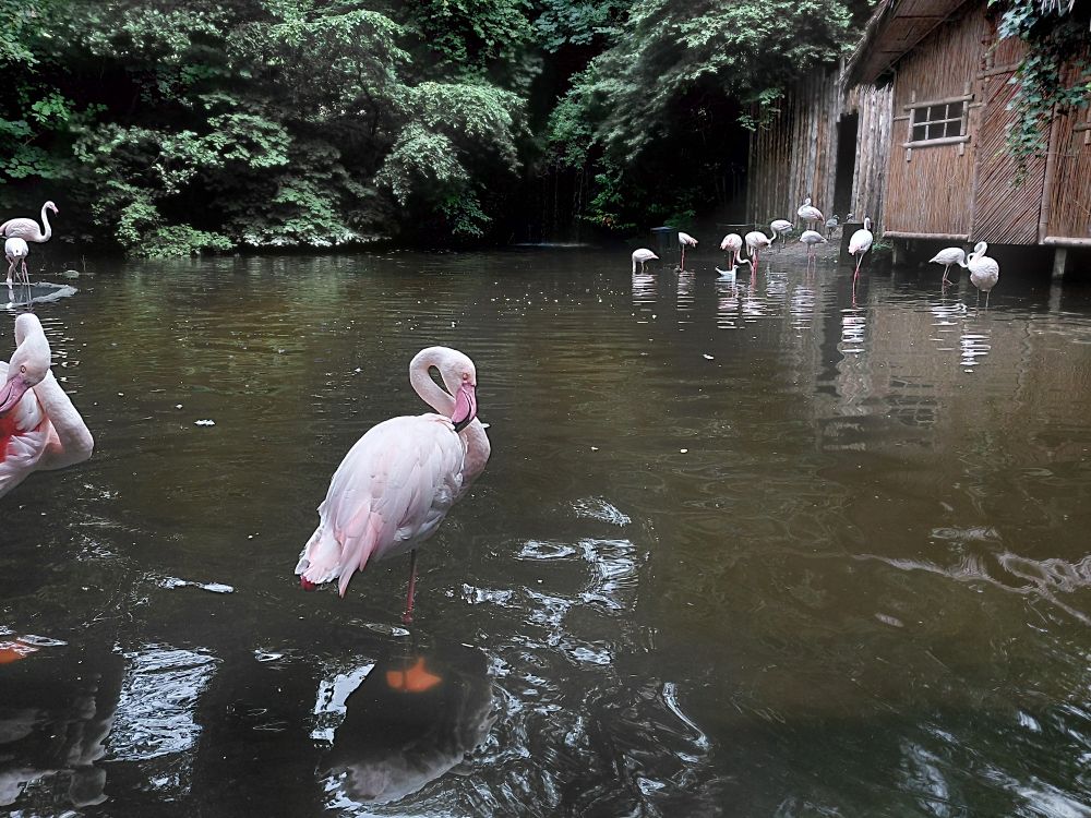 Flamingo's 