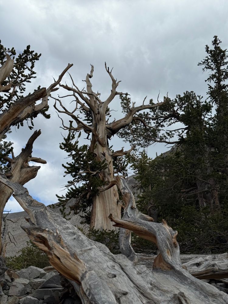 A photo of a Bristlecone Pine tree in Great Basin National Park.