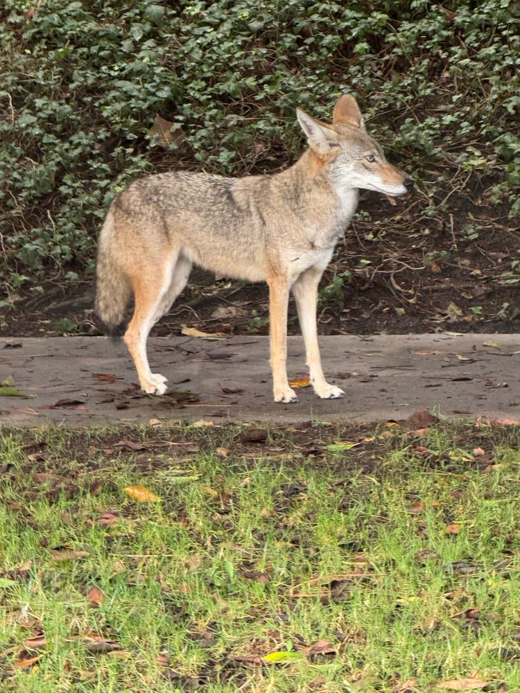 A coyote on the sidewalk next to a condo complex in Playa del Rey, California. 