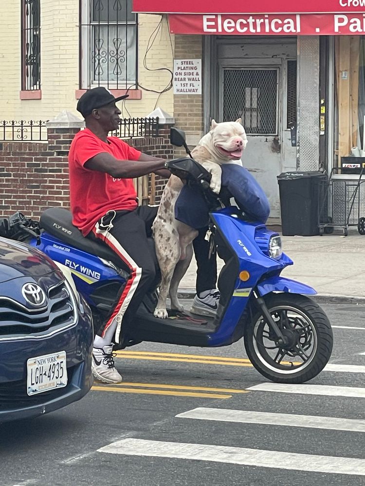 A man on a scooter and a big meat ball pitbull
