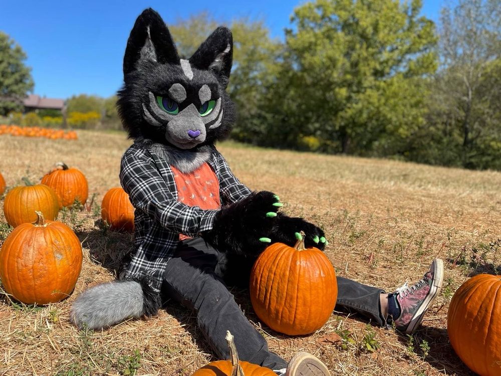 Person wearing partial cat fursuit at pumpkin patch