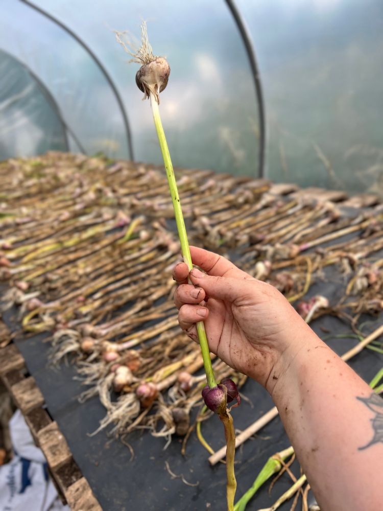 A photo of a person holding a hardneck garlic. In the background is a ton of garlic laid out drying in a polytunnel.