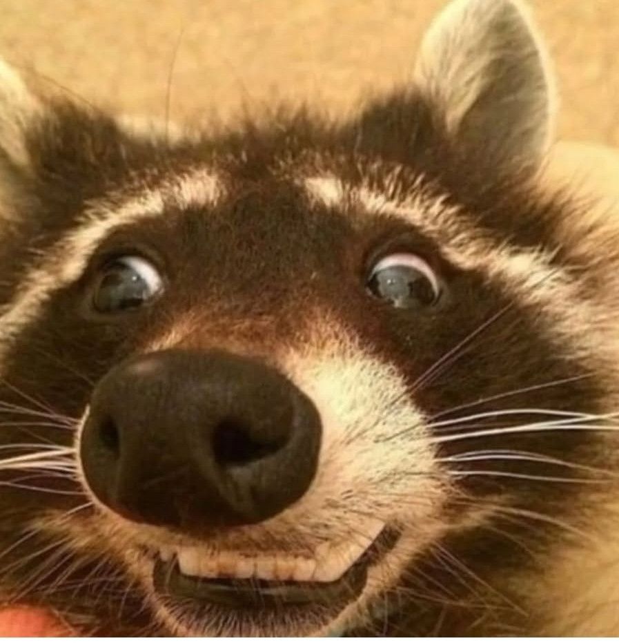 Raccoon overjoyed face