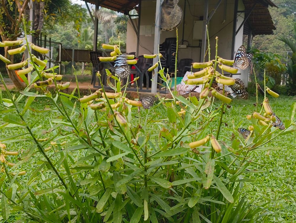 A plant with many seed pods and multiple butterflies sitting on it. 