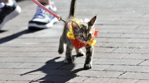 süße kleine katze mit blumenhalsband wird an leine ausgeführt