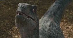 Delta staring up 
Jurassic world