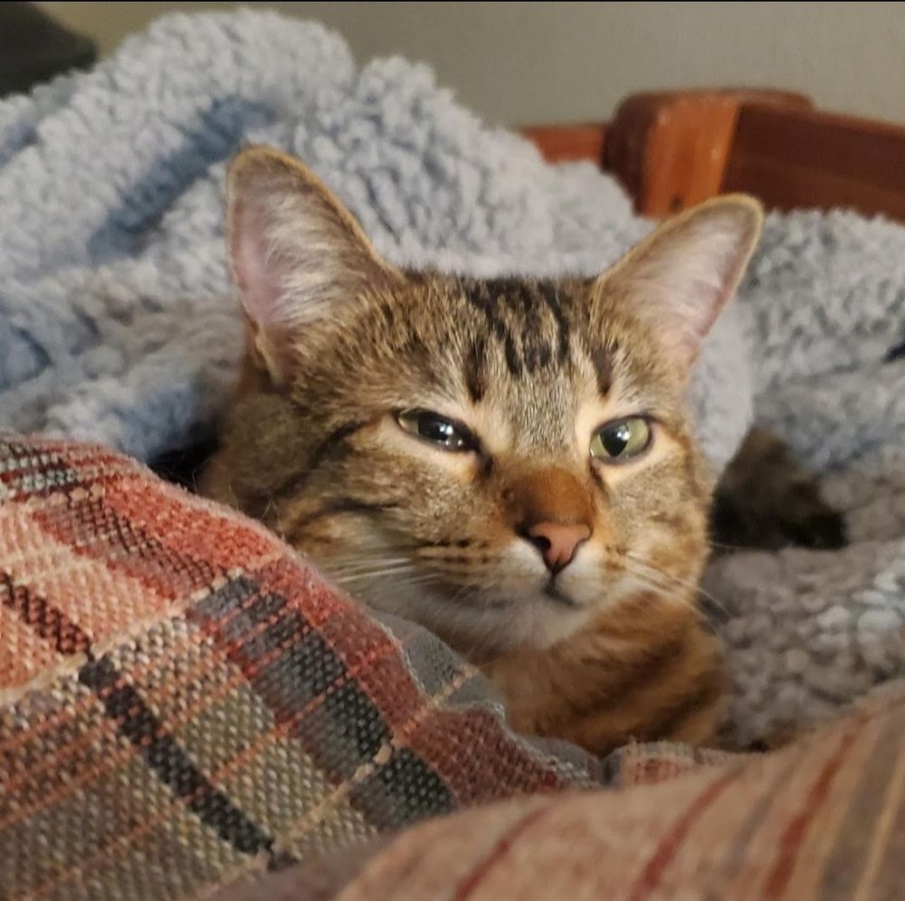 A close-up photo of my cat, Emmy (~6 year old striped tabby with ginger and brown fun). She's all snuggled under a blanket with what looks like an unbothered but snarky smirk on her face.