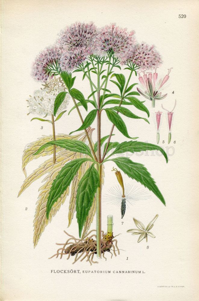 1926 illus. of Hemp Agrimony, a tall, broad green stemmed plant with puffy pink blossoms. From the Lindman botanical guide.