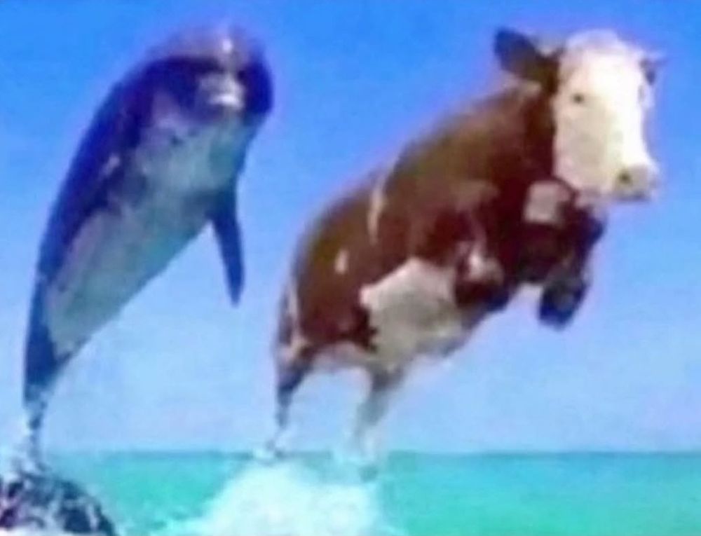 dolphin leading out of the water w/ cow