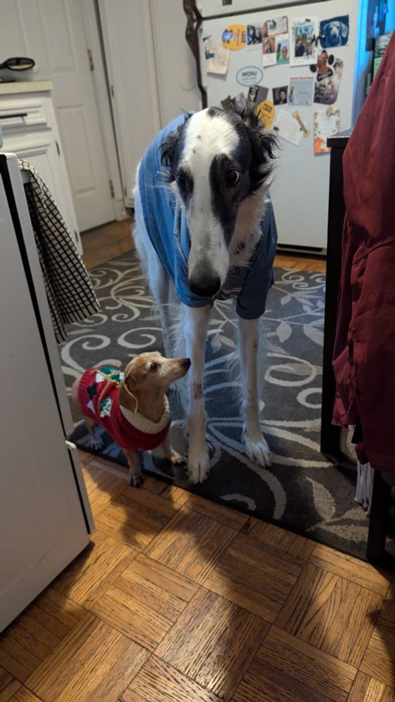 A photo of a white and brindle borzoi and a small red dapple dachshund. The dachshund is in a sweater, the borzoi in a blue shirt. In this photo, they are looking at each other. 