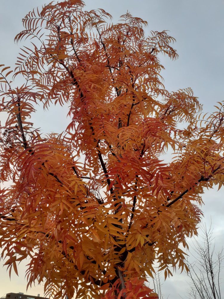 Pihlajatyyppinen koristepuu hehkuu vielä oranssinpunaisena.