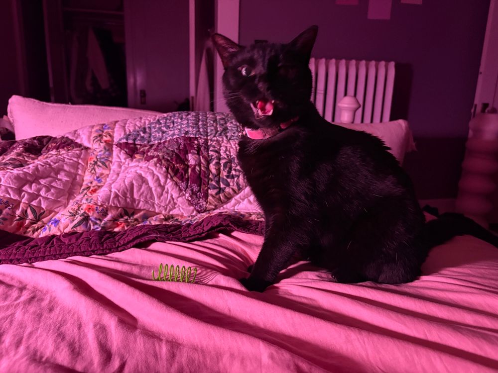 a photo of a small black cat on a bed, yelling at the camera. she has a green plastic spring toy in front of her, and is demanding attention