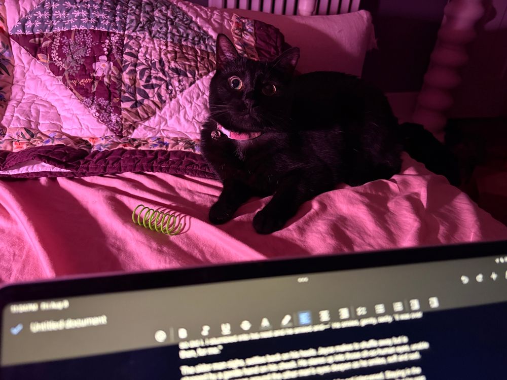 photo of the same small black cat, now lying cutely in front of the plastic spring, since yelling at me to throw it didn’t work