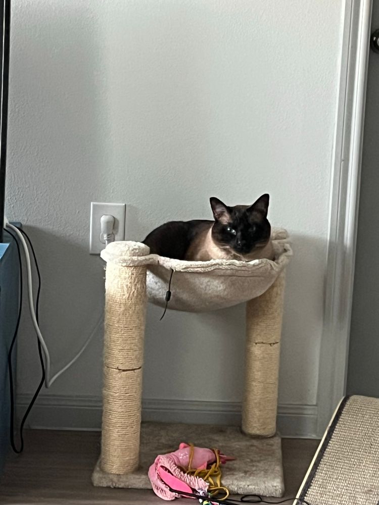 genji in his hammock again, sitting in a loaf