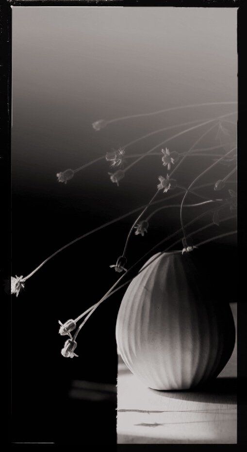 Ein schwarz weiß Foto: zu sehen ist auf der rechten Seite eine weiße Vase, die auf einem weißen Untergrund steht, über die sich Blumen mit kleinen Blüten ranken, fast sieht es so aus, als stünden sie nicht in der Vase. Die linke Seite ist schwarz. 