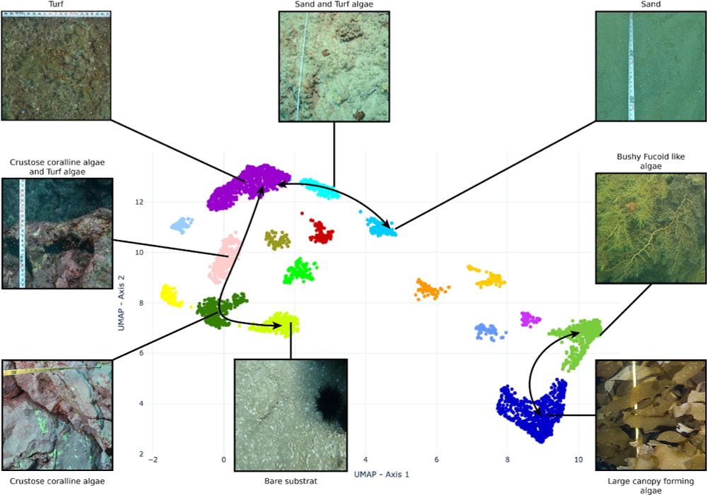 Description of the identified clusters along with photoquadrats examples. Arrows indicate transitions between clusters.
